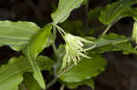 Yellow fairybells <BR>Yellow mandarin